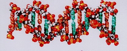DNS: Molekül des Lebens